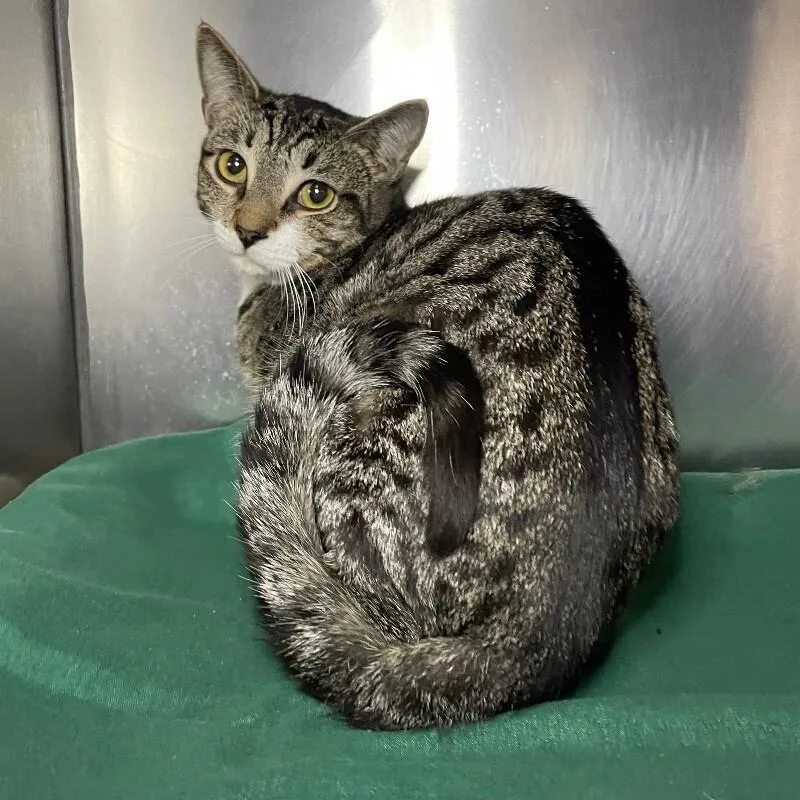 An adult medium-sized male Domestic Short Hair cat named Dusty for adoption in Roanoke, VA