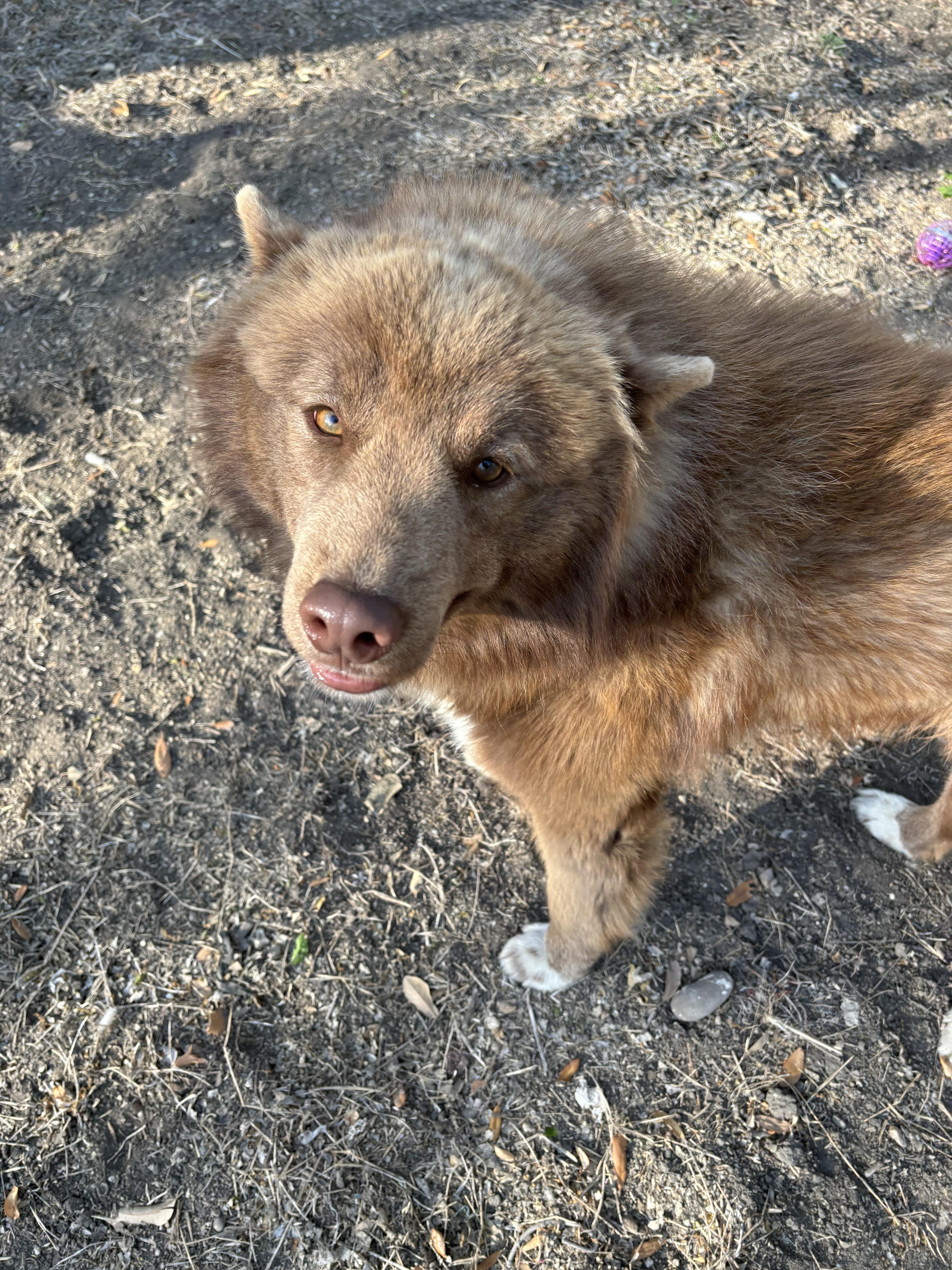 Mr. Paddington Fluff thumbnail 2