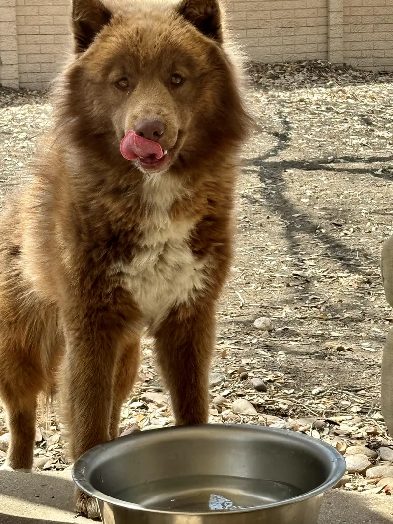 Mr. Paddington Fluff thumbnail 4