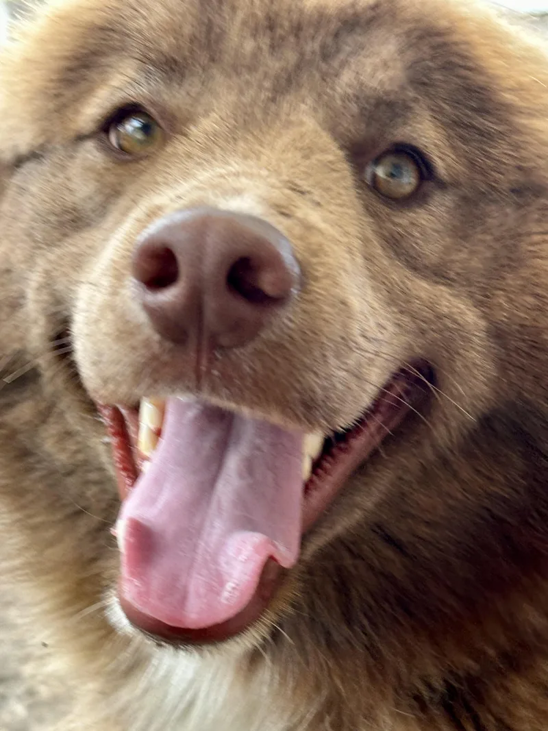 Mr. Paddington Fluff thumbnail 5