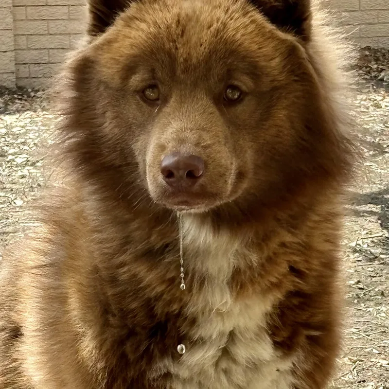 An adult medium-sized male Brown / Chocolate Siberian Husky dog named Mr. Paddington Fluff for adoption in San Antonio, TX