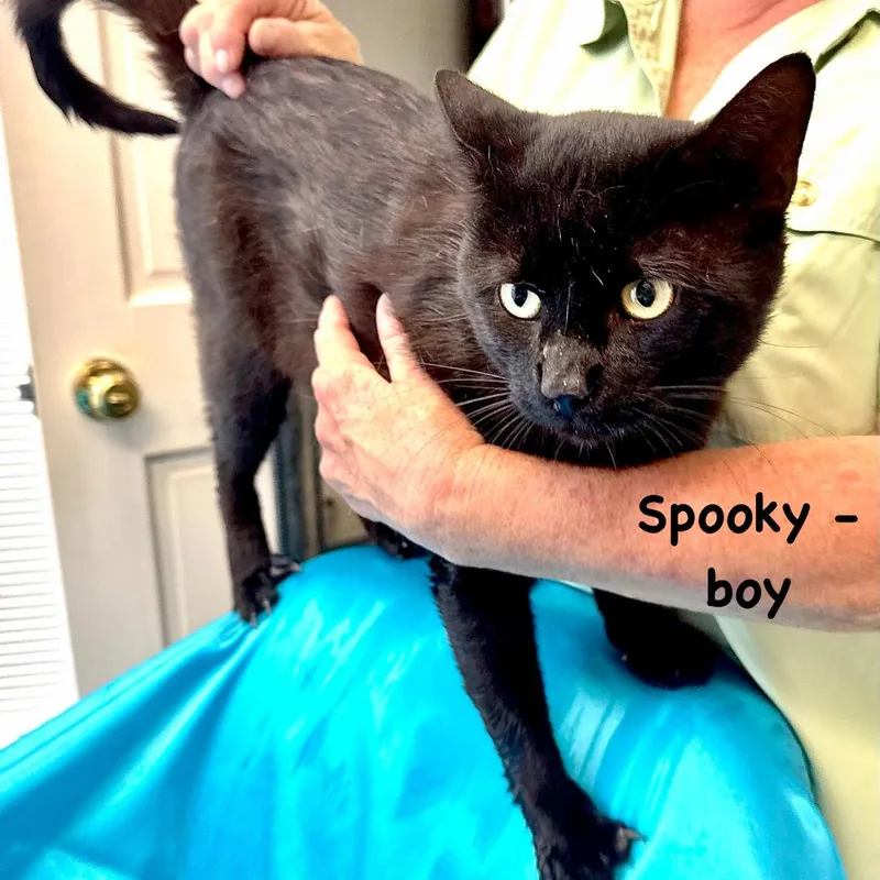 An adult small-sized male Black Domestic Short Hair cat named Spooky s for adoption in Sequatchie, TN
