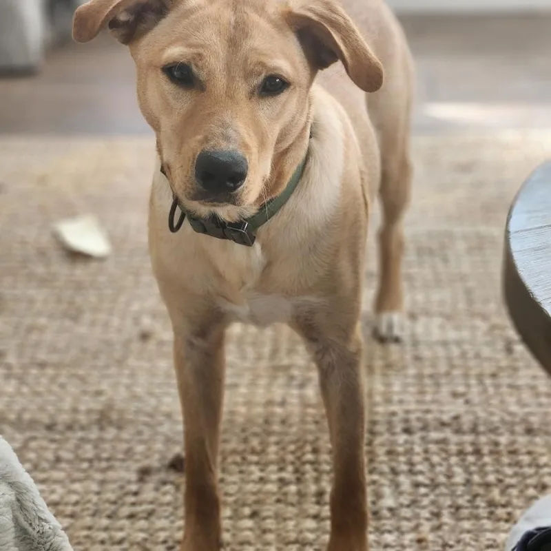 A young large-sized male Golden Retriever dog named Tucker for adoption in Hammond, LA