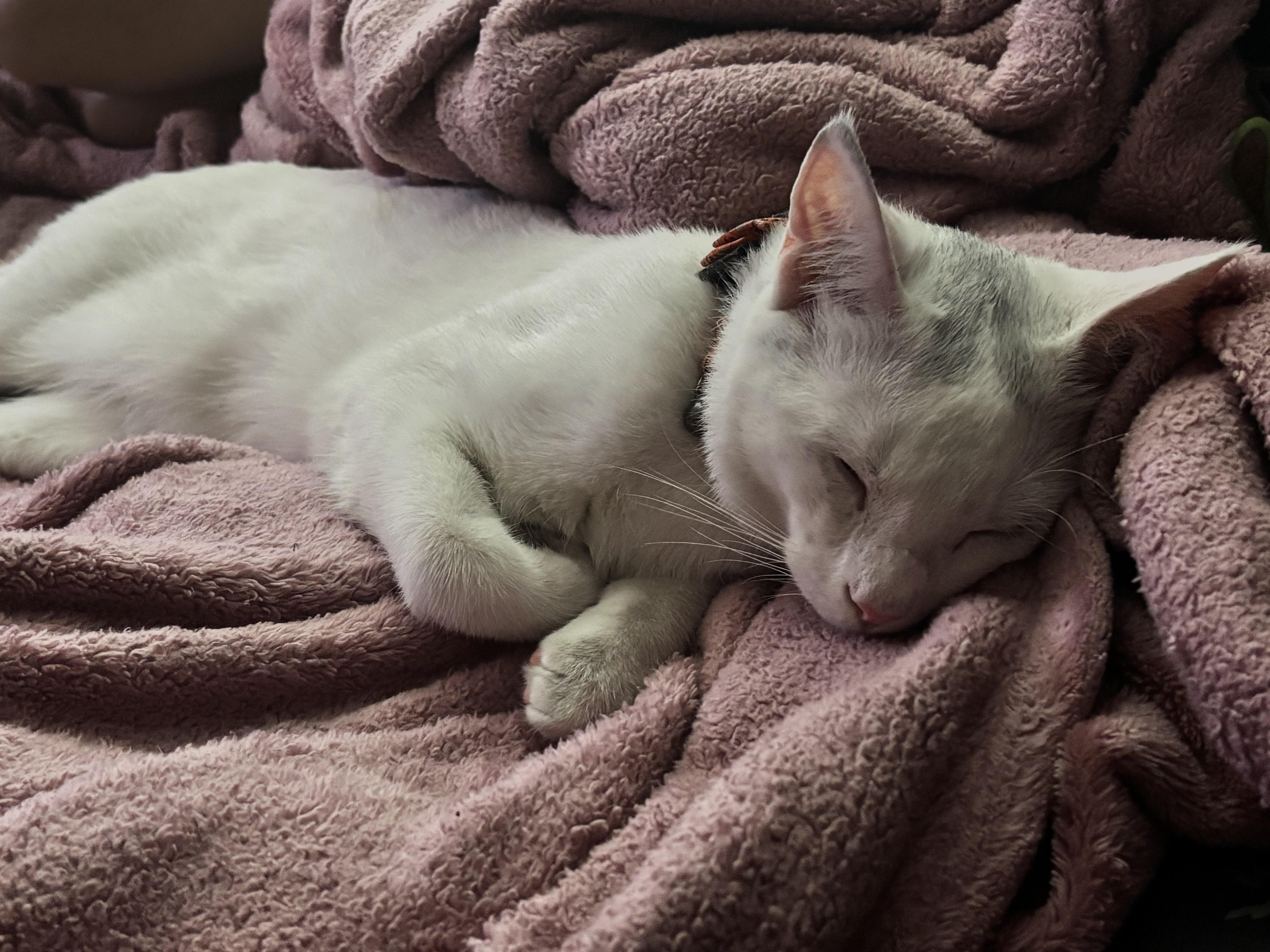 A young large-sized male White American Shorthair cat named Rodeo for adoption in Santa Ana, CA