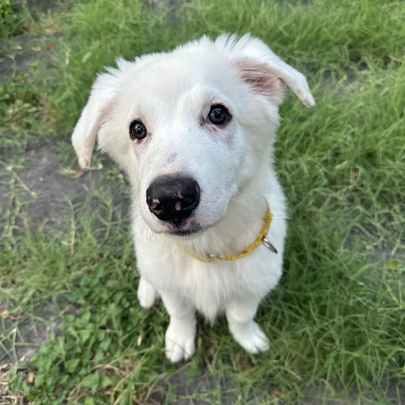 A baby medium-sized male White / Cream Border Collie dog named Moby for adoption in Pflugerville, TX