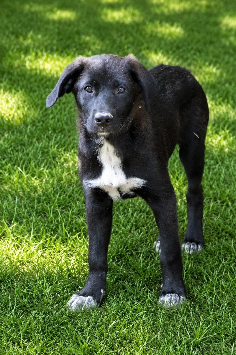 A baby medium-sized female Black Labrador Retriever dog named Flo for adoption in Willington, CT