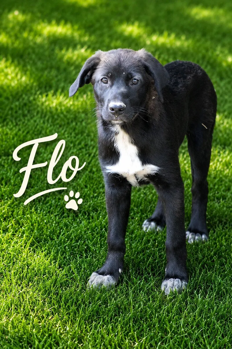 Flo thumbnail 3