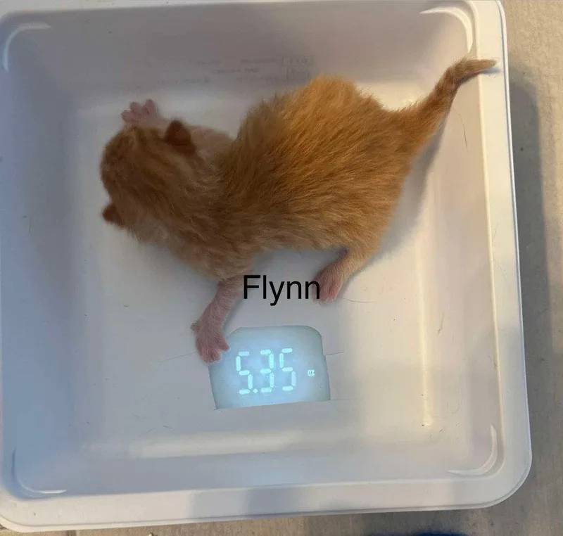 Flynn