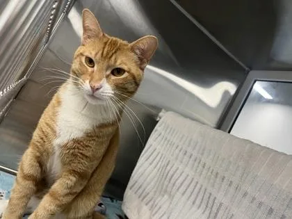 An adult medium-sized male Orange / Red Domestic Short Hair cat named Balatro for adoption in Kansas City, MO