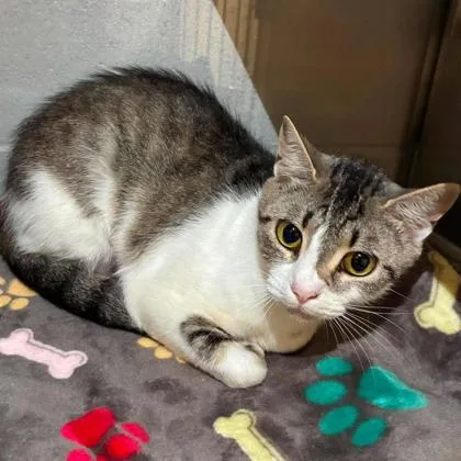 An adult medium-sized female Domestic Short Hair cat named Adara for adoption in Gastonia, NC