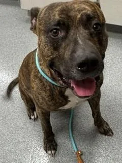 An adult large-sized male Pit Bull Terrier dog named Zing Yrly for adoption in Sidney, OH