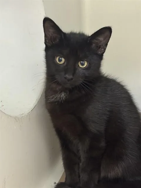 A baby medium-sized male Domestic Short Hair cat named Lays for adoption in Boston, MA
