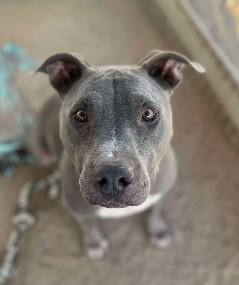 An adult large-sized male Gray / Blue / Silver Pit Bull Terrier dog named Tommy for adoption in Ventura, CA