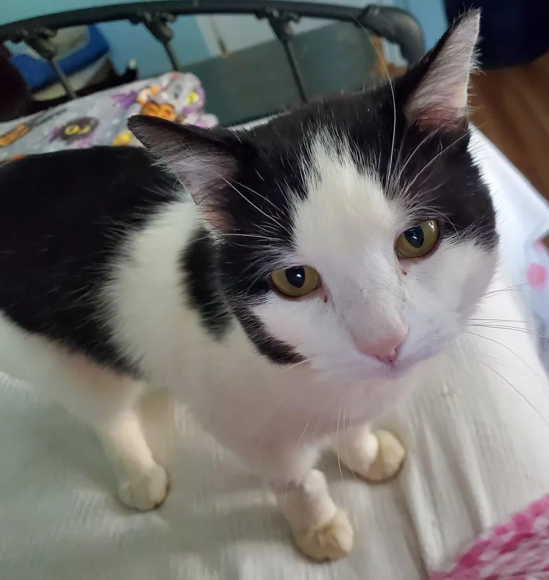 An adult medium-sized male Black & White / Tuxedo Domestic Short Hair cat named Ollie for adoption in Naugatuck, CT