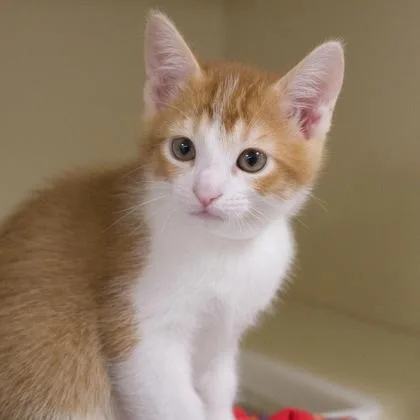 A baby small-sized male Domestic Short Hair cat named Lloyd for adoption in Verona, WI