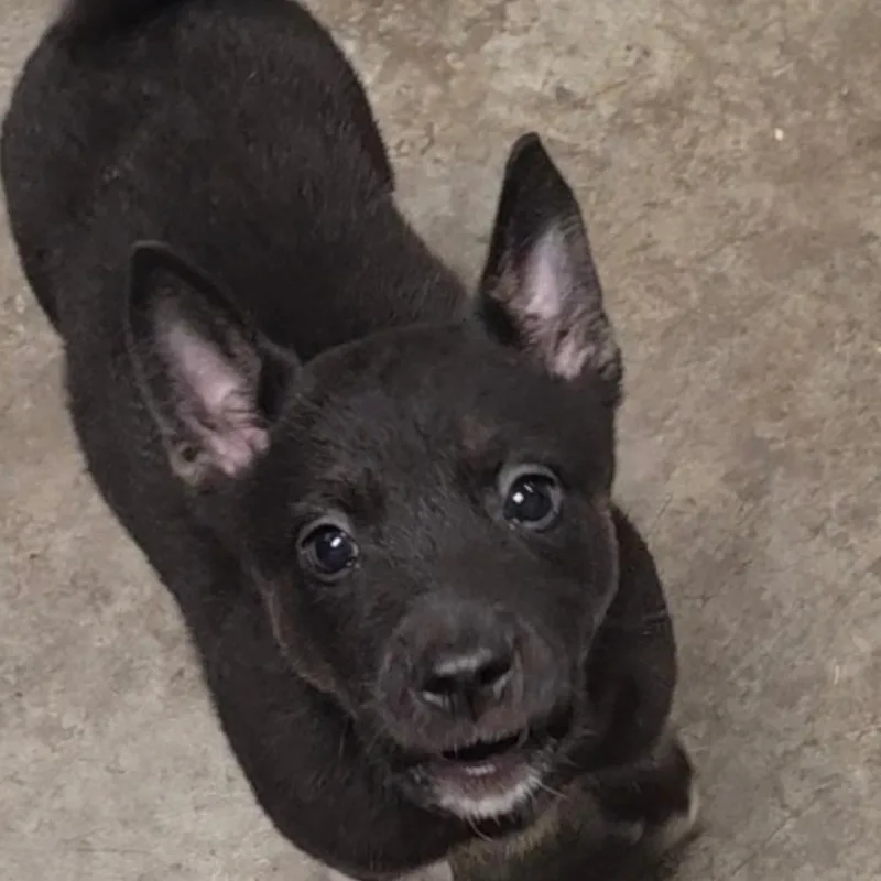 A baby medium-sized female Black Retriever dog named Carol for adoption in Fairfax, VA