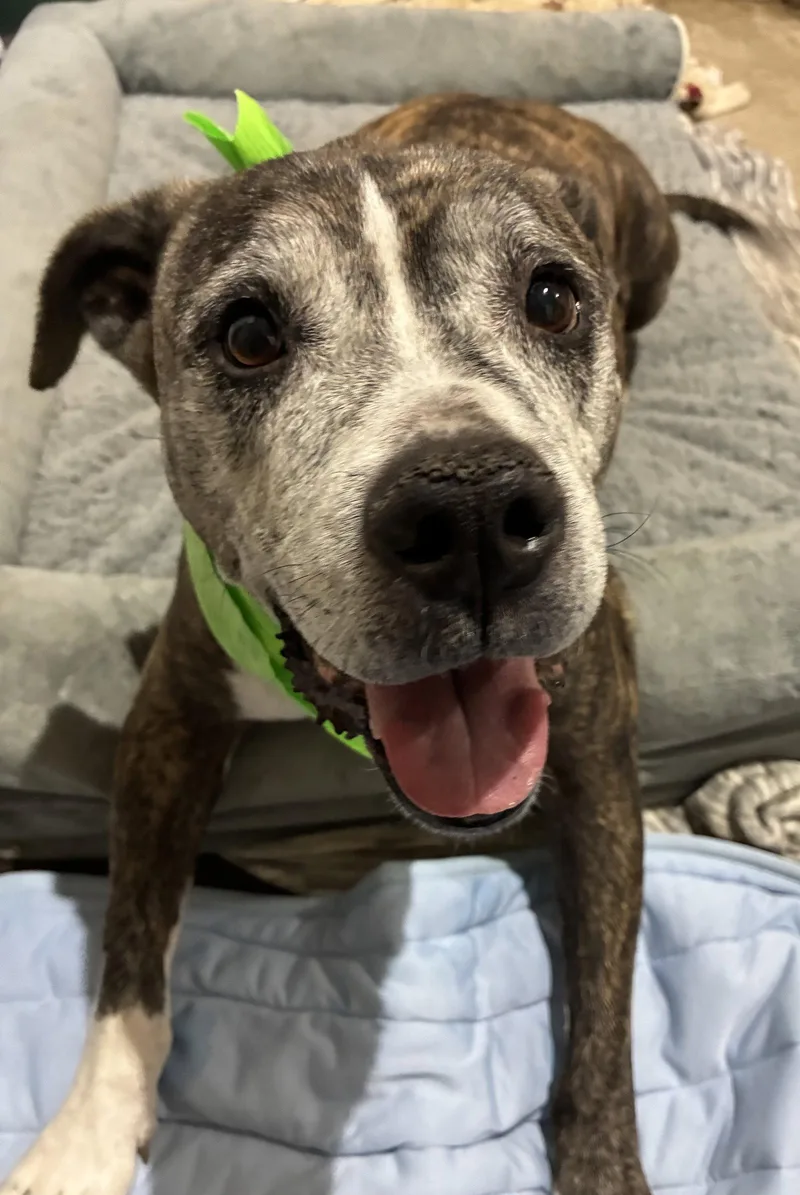 A senior large-sized female Pit Bull Terrier dog named Nyla the sweet girl for adoption in Rootstown, OH