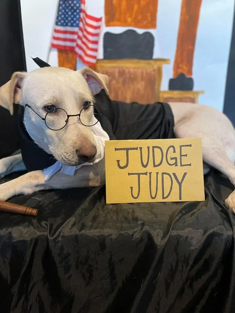 Judge Judy thumbnail 6