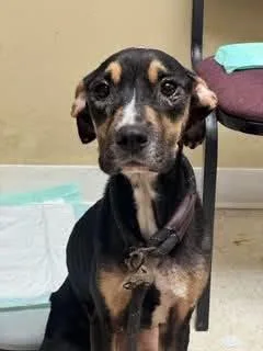 A young medium-sized female Hound dog named Kelsey for adoption in Shillington, PA