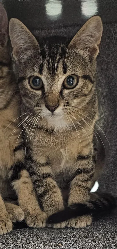 A baby small-sized male Domestic Short Hair cat named Basil for adoption in Athens, TN