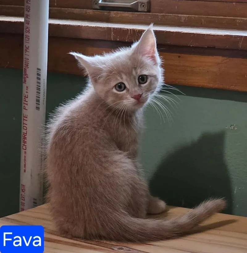 A baby small-sized male Domestic Short Hair cat named Fava for adoption in Grand Forks, ND