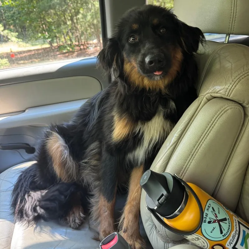 An adult medium-sized male Black Australian Shepherd dog named Split for adoption in Fredericksburg, VA
