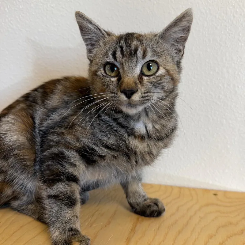 A baby small-sized female Domestic Short Hair cat named Wifi for adoption in Cody, WY