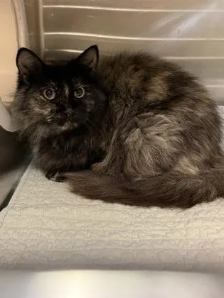 An adult medium-sized female Domestic Short Hair cat named Mama for adoption in Independence, MO