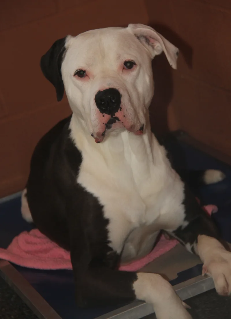 An adult extra large-sized male Pit Bull Terrier dog named Loki for adoption in Marietta, OH