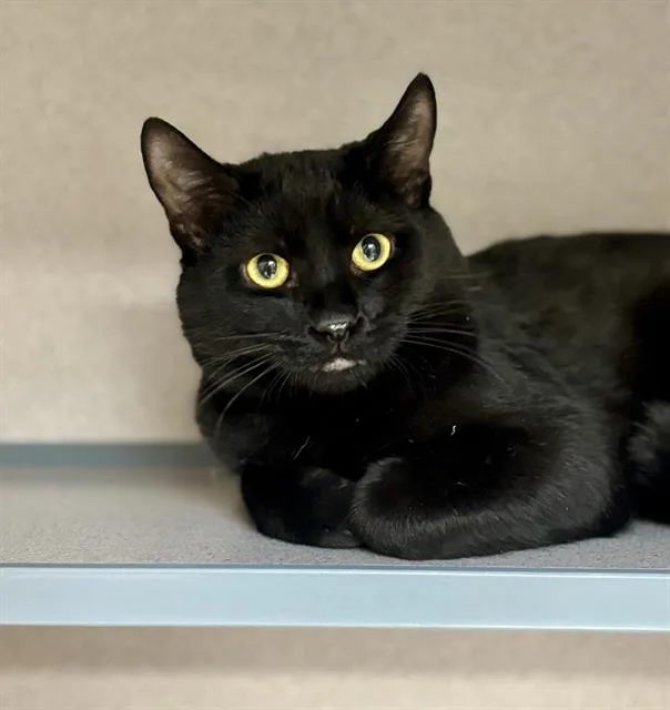 A young small-sized male Domestic Short Hair cat named Theodore for adoption in Aliquippa, PA