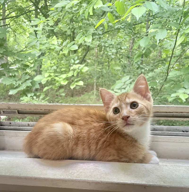 A baby small-sized male Orange & White Domestic Short Hair cat named Pumpkin for adoption in Troy, NY