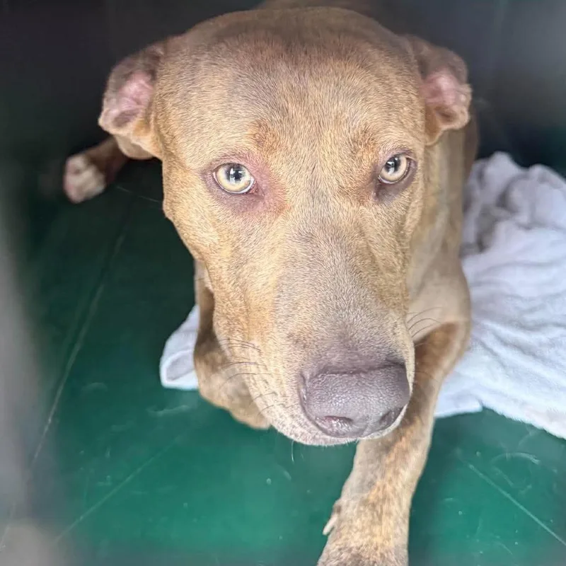 A young medium-sized female Brindle Mixed Breed dog named Fiona for adoption in Huntington, WV
