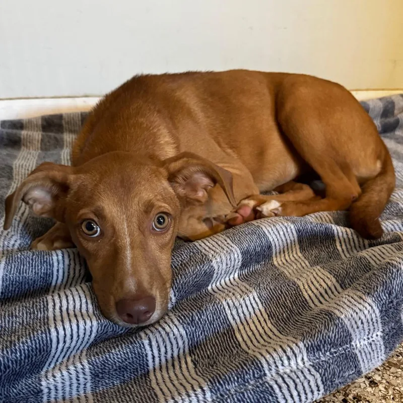 A young medium-sized female Brown / Chocolate Mixed Breed dog named Beyonce for adoption in Brownsboro, AL