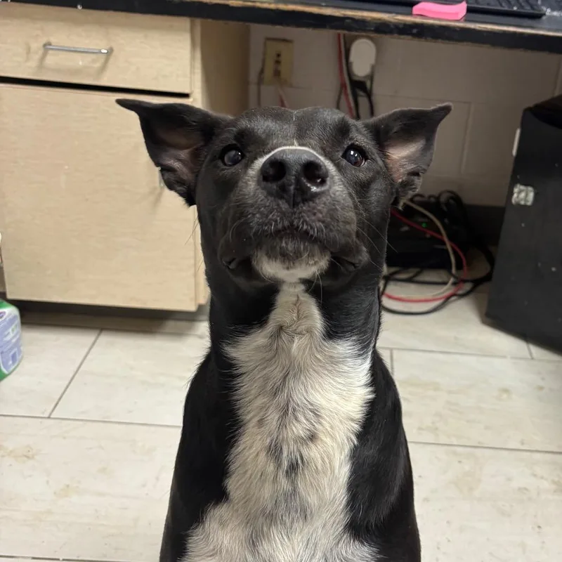 An adult medium-sized female Black Mixed Breed dog named Sasha for adoption in Lufkin, TX
