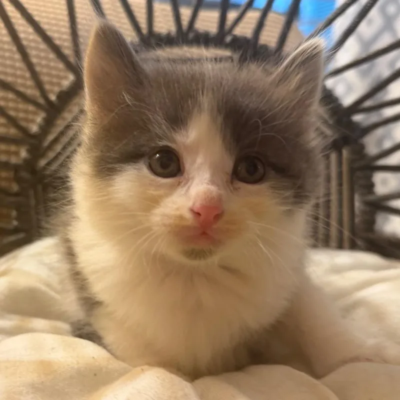 A baby small-sized male Gray / Blue / Silver Domestic Long Hair cat named Parker for adoption in Flower Mound, TX