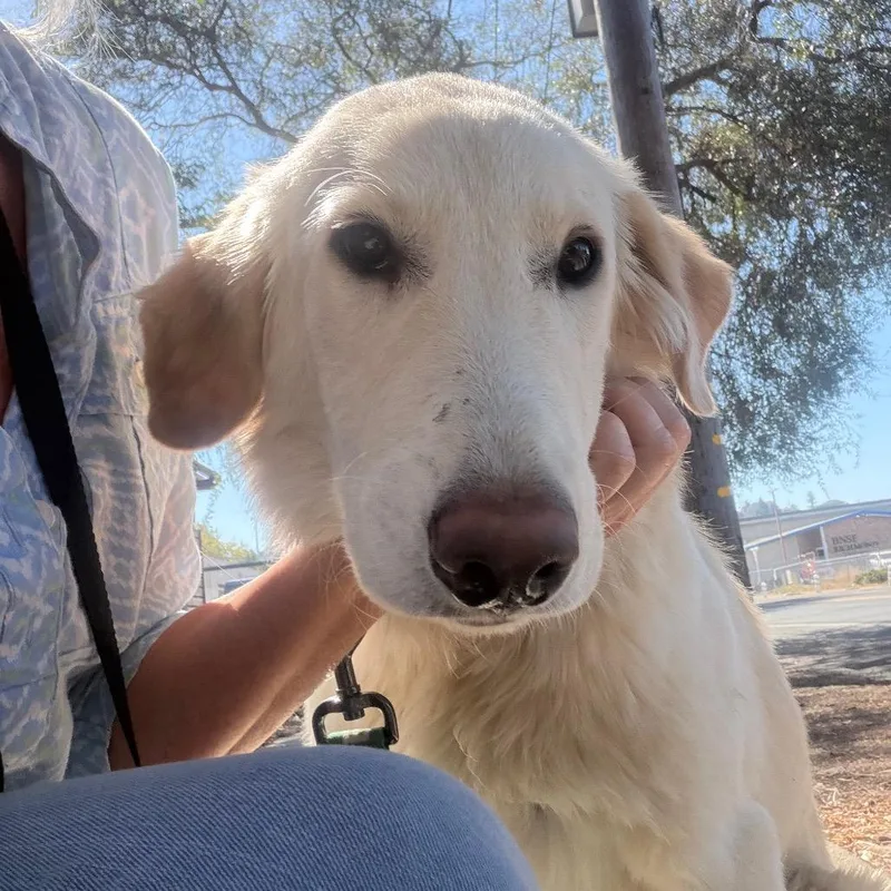 An adult medium-sized female White / Cream Great Pyrenees dog named Kailee for adoption in Point Richmond, CA