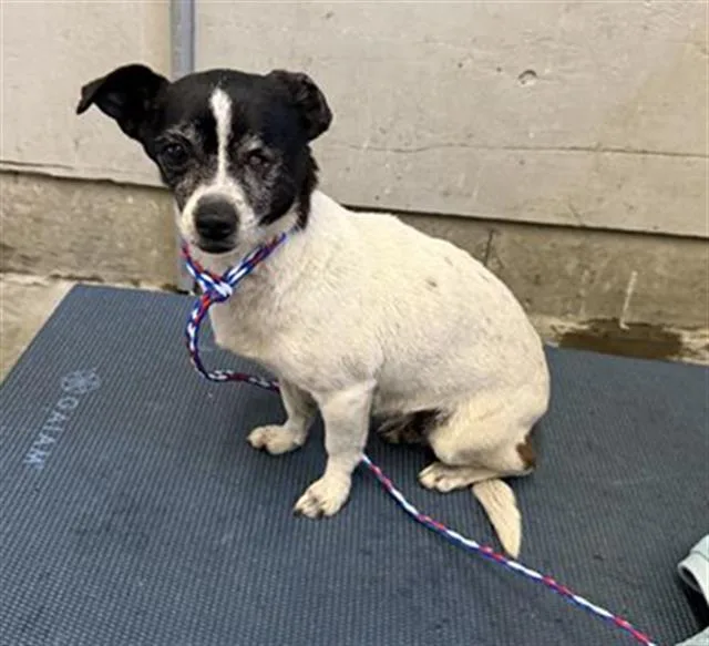 An adult small-sized female Chihuahua dog named Charlotte for adoption in Camarillo, CA