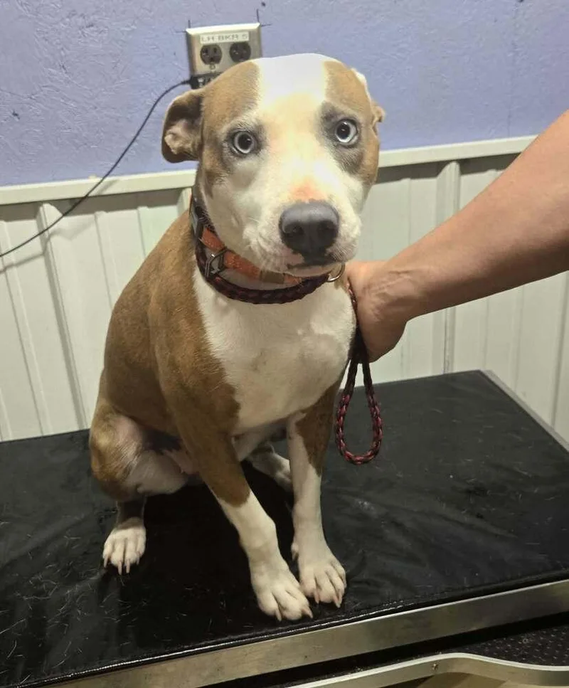An adult medium-sized female Tricolor (Brown, Black, & White) Boxer dog named Ellie Mae for adoption in Waverly, OH