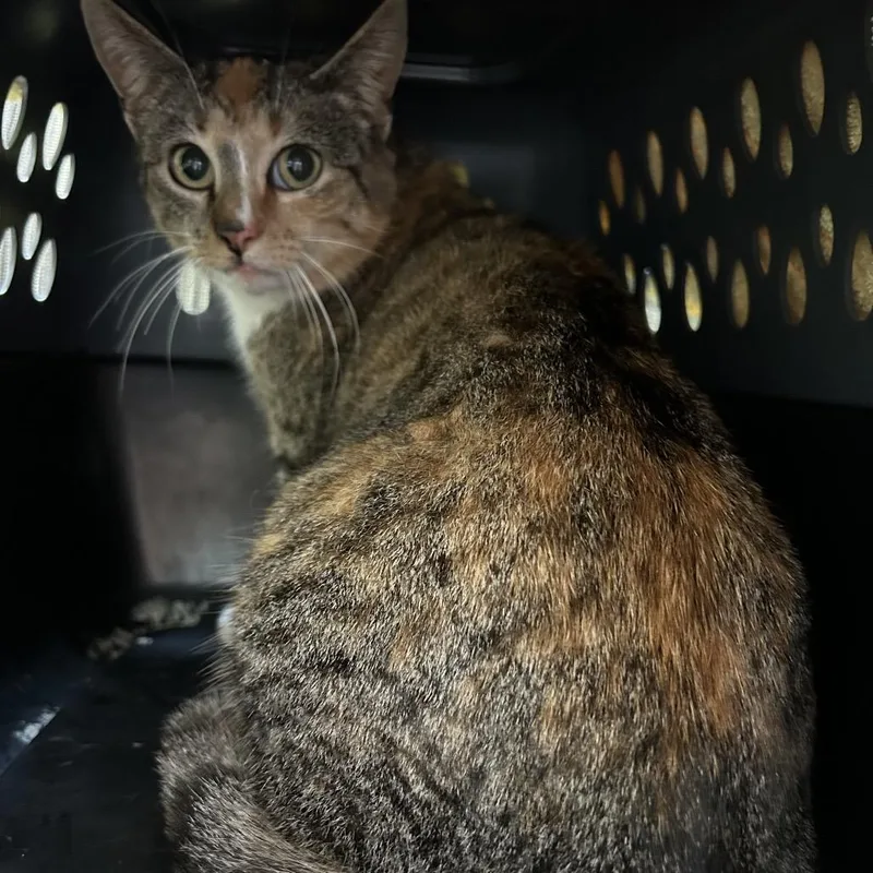 An adult medium-sized female Torbie Domestic Short Hair cat named Pina Colada for adoption in Lynchburg, VA