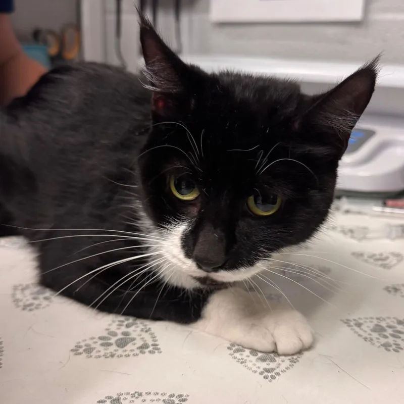 An adult medium-sized female Black Domestic Short Hair cat named Oreo for adoption in Birdsboro, PA