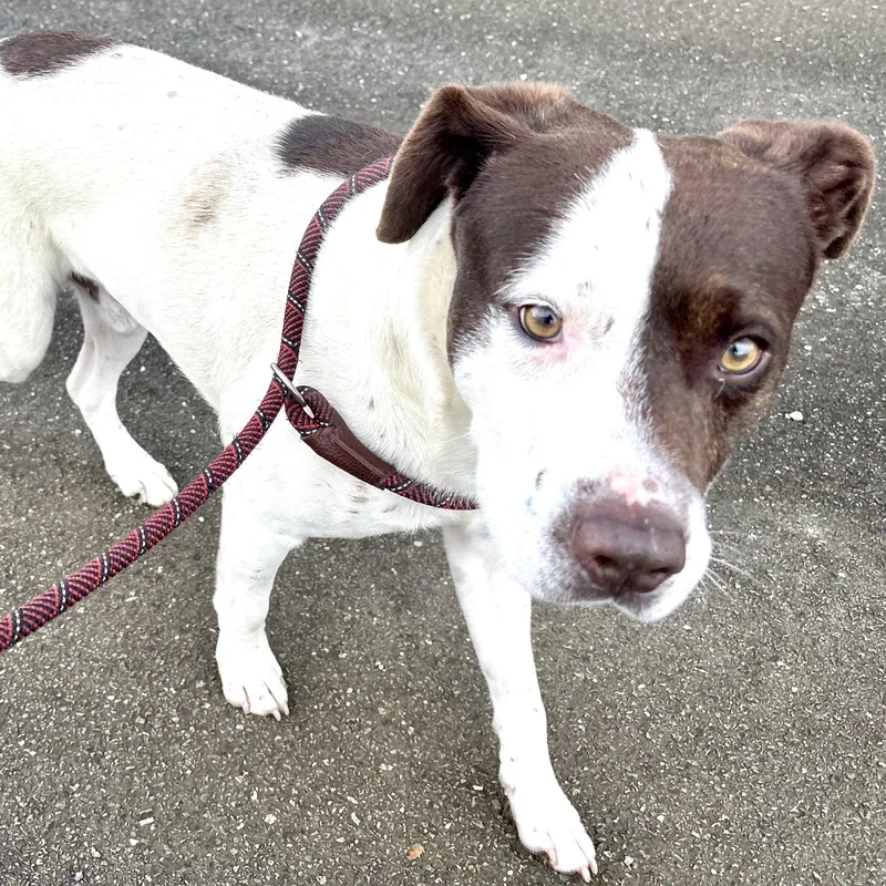 Bandit S thumbnail 2