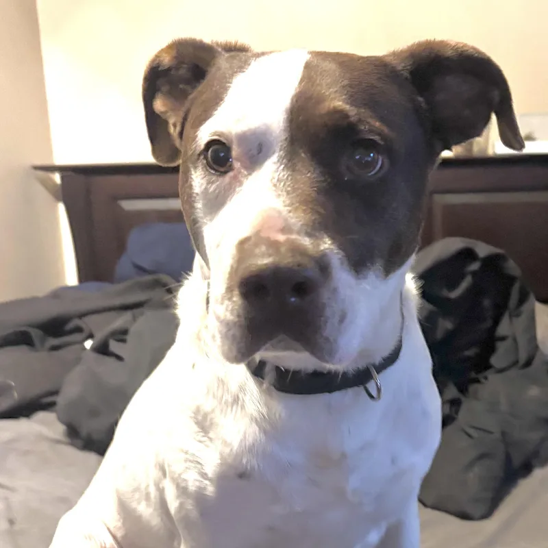 Bandit S thumbnail 3