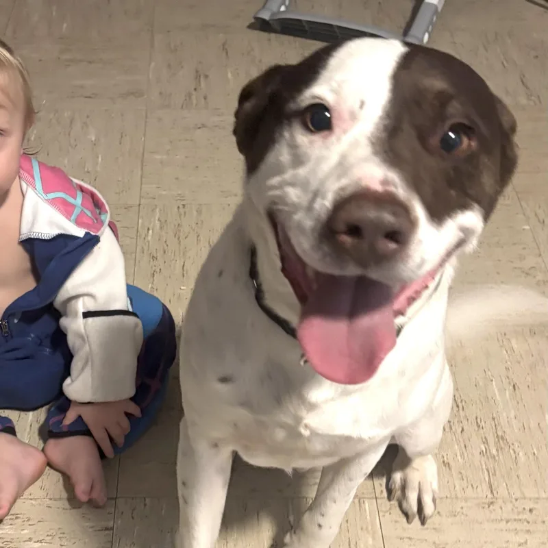 Bandit S thumbnail 4