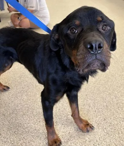 An adult large-sized male Rottweiler dog named Hank Jr. for adoption in Conway, AR