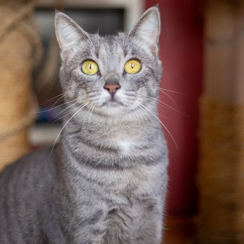 Gwendolyn thumbnail 2