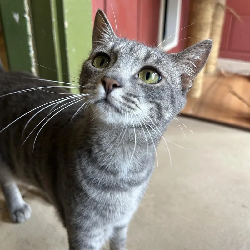 Gwendolyn thumbnail 4