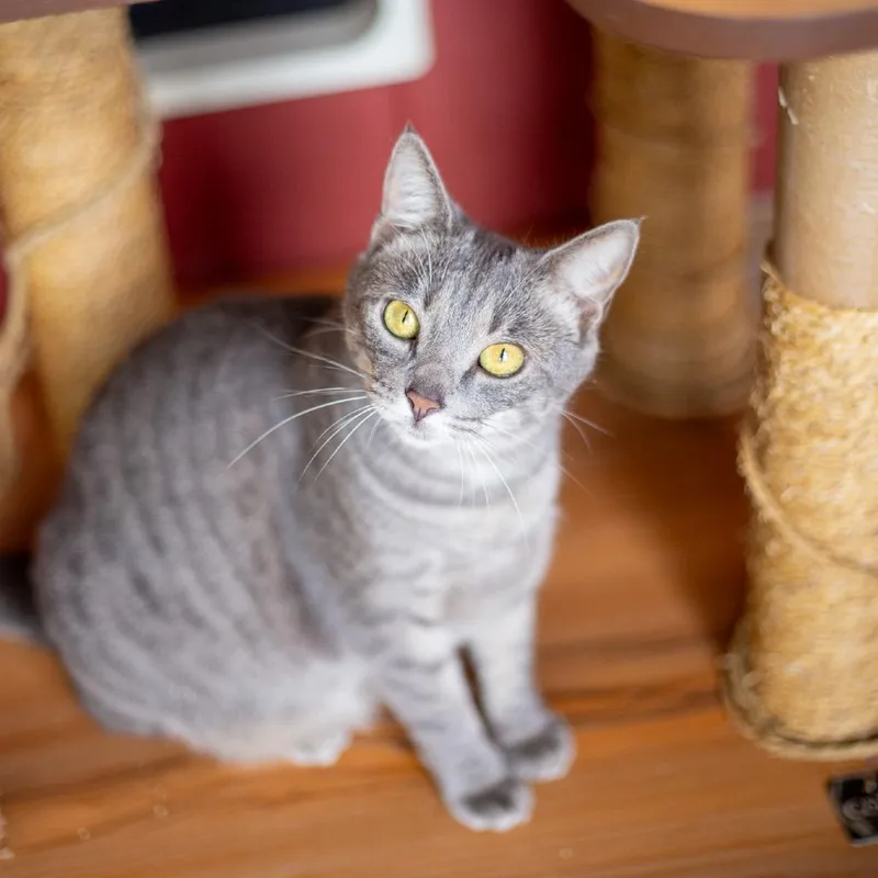 Gwendolyn thumbnail 5