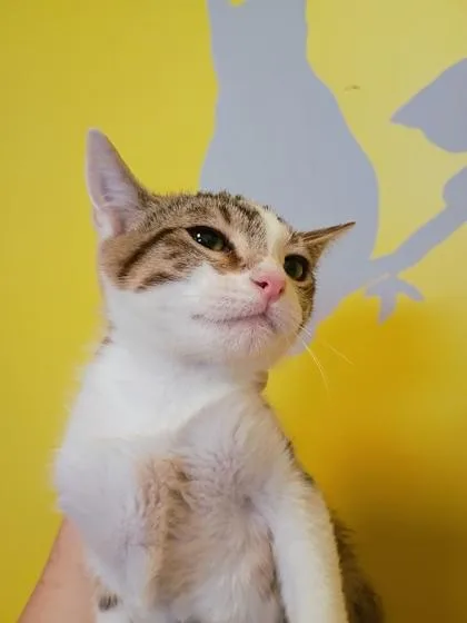 A young small-sized male Domestic Short Hair cat named Peter for adoption in Beatrice, NE