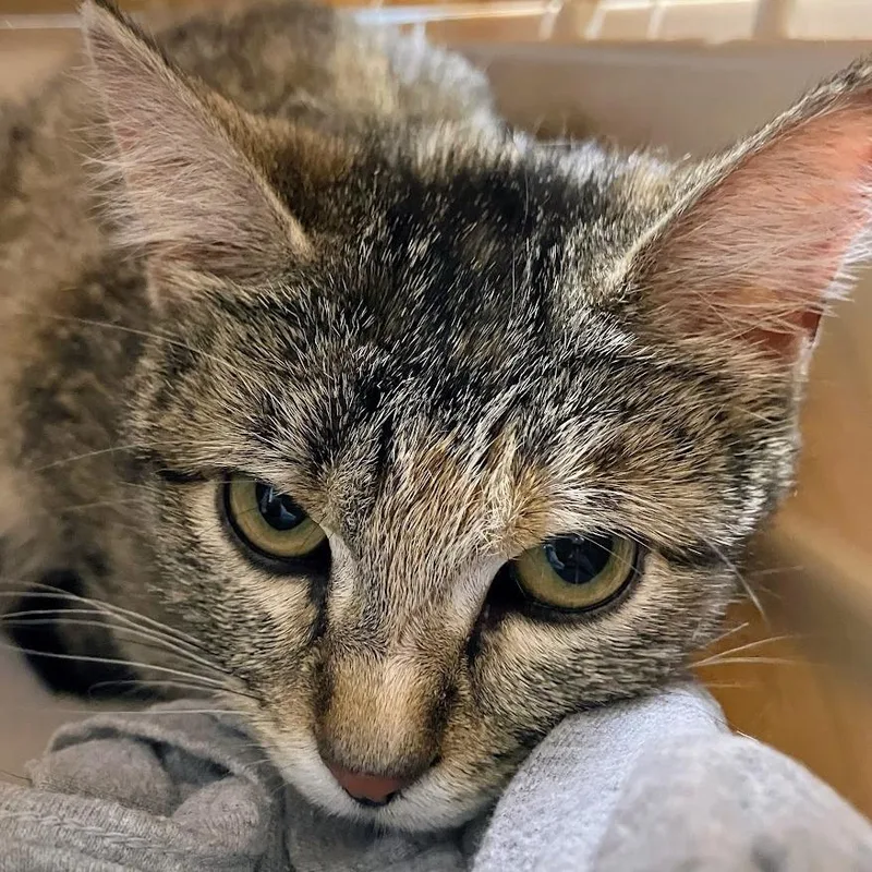 An adult medium-sized female Brown / Chocolate Domestic Medium Hair cat named Jewel for adoption in DeKalb, IL
