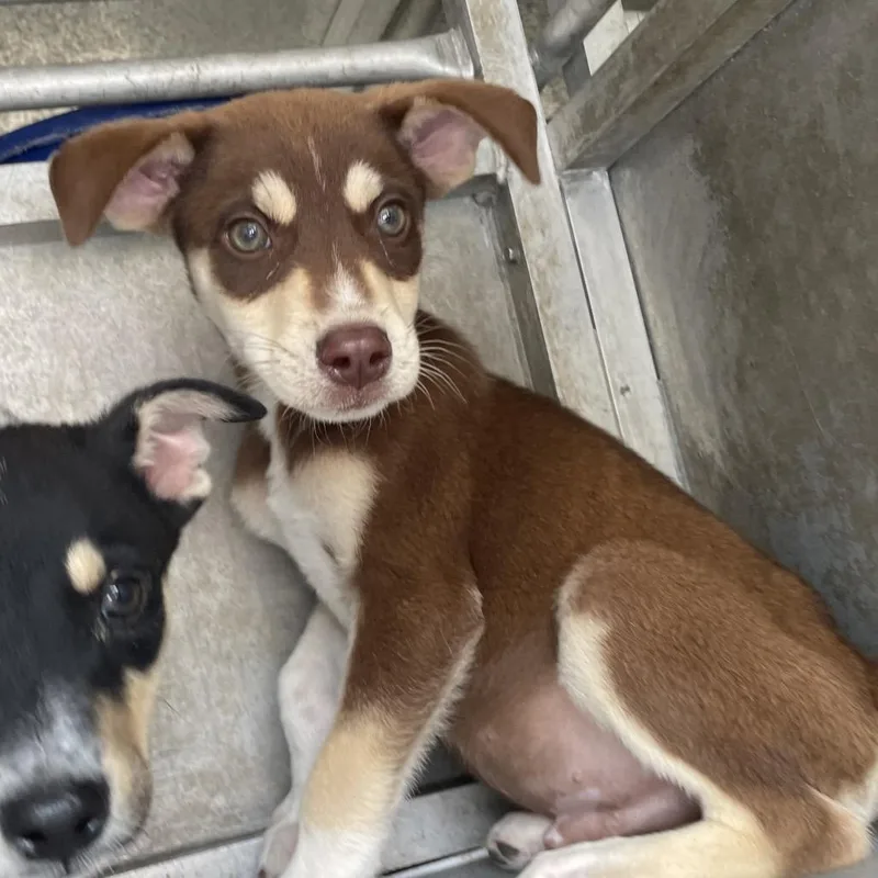 A baby small-sized male Brown / Chocolate Shepherd dog named Fallon for adoption in Edinburg, TX